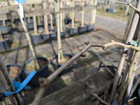 Partij bomen en planten in pot - afbeelding 70 van  91