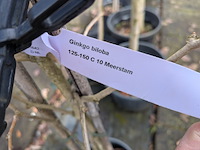 Partij bomen en planten in pot - afbeelding 71 van  91