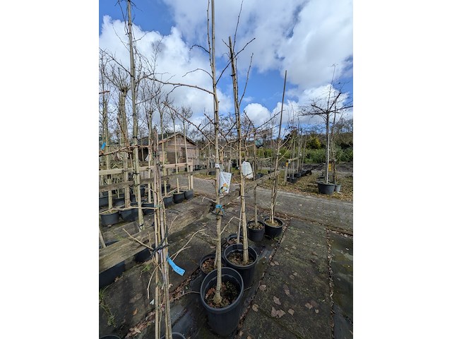 Partij bomen en planten in pot - afbeelding 72 van  91