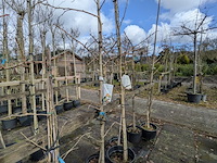 Partij bomen en planten in pot - afbeelding 72 van  91