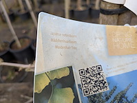 Partij bomen en planten in pot - afbeelding 73 van  91