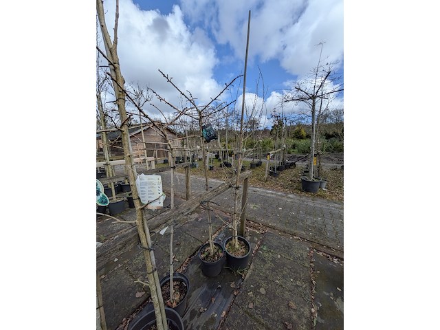 Partij bomen en planten in pot - afbeelding 74 van  91