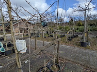 Partij bomen en planten in pot - afbeelding 74 van  91