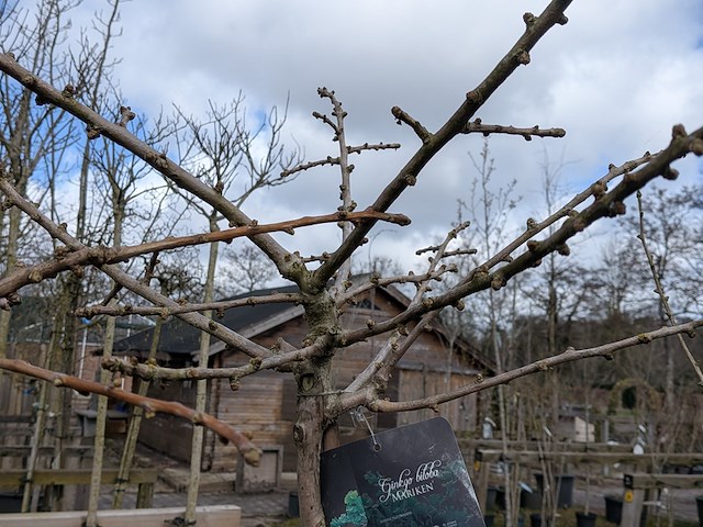 Partij bomen en planten in pot - afbeelding 75 van  91