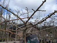Partij bomen en planten in pot - afbeelding 75 van  91