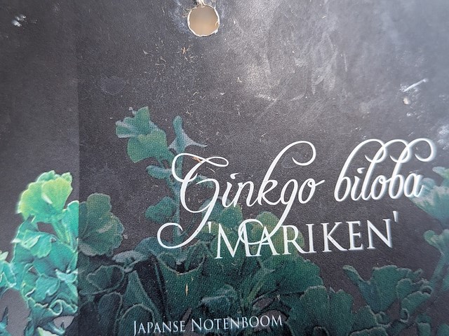 Partij bomen en planten in pot - afbeelding 76 van  91