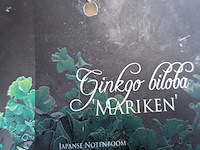 Partij bomen en planten in pot - afbeelding 76 van  91