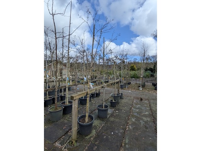 Partij bomen en planten in pot - afbeelding 77 van  91