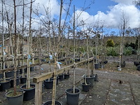 Partij bomen en planten in pot - afbeelding 77 van  91