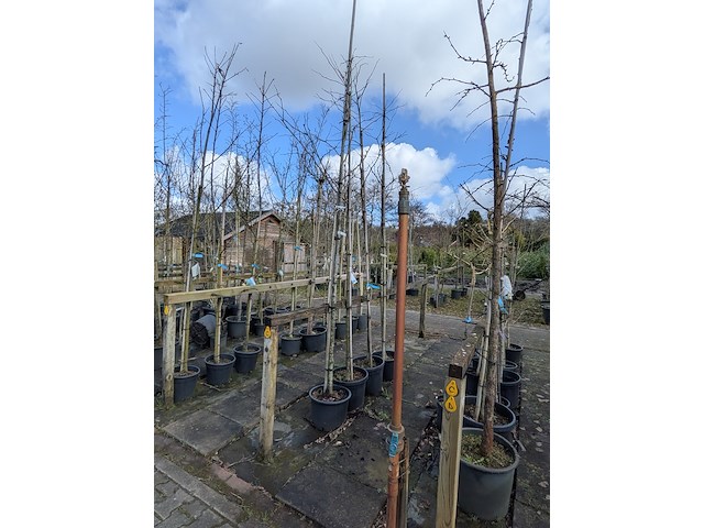 Partij bomen en planten in pot - afbeelding 67 van  91