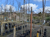 Partij bomen en planten in pot - afbeelding 67 van  91