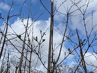 Partij bomen en planten in pot - afbeelding 79 van  91