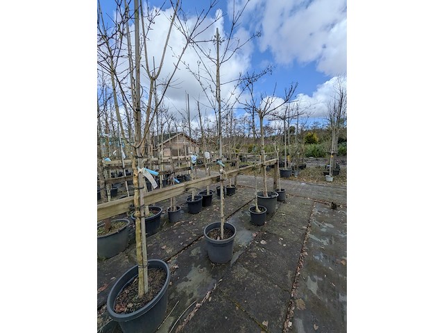 Partij bomen en planten in pot - afbeelding 81 van  91