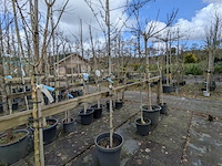 Partij bomen en planten in pot - afbeelding 81 van  91