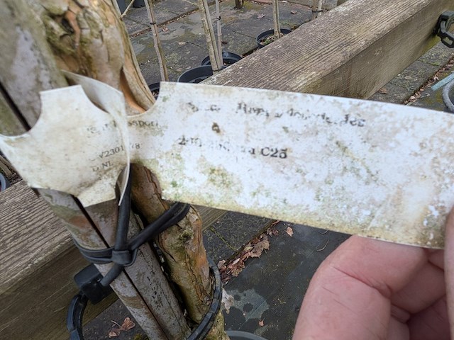 Partij bomen en planten in pot - afbeelding 82 van  91