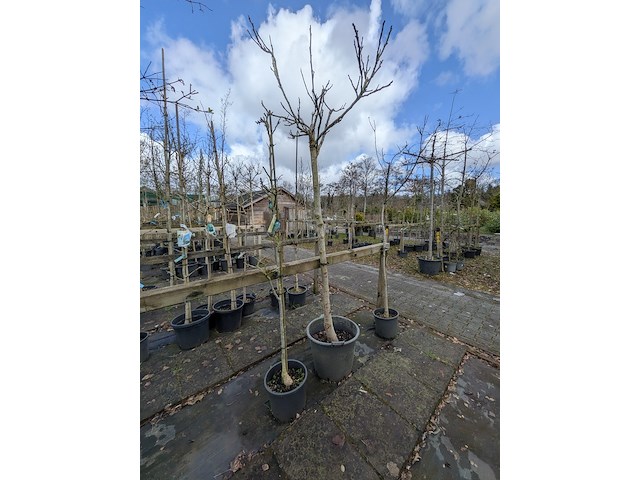 Partij bomen en planten in pot - afbeelding 83 van  91