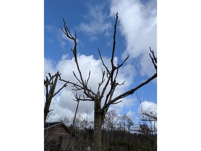 Partij bomen en planten in pot - afbeelding 84 van  91
