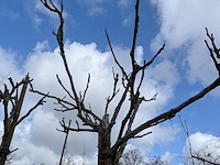 Partij bomen en planten in pot - afbeelding 84 van  91
