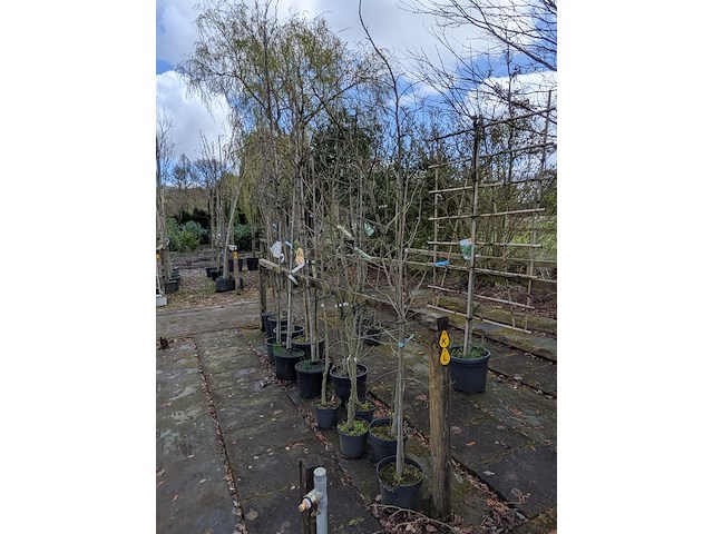 Partij bomen en planten in pot - afbeelding 85 van  91