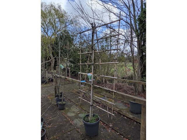 Partij bomen en planten in pot - afbeelding 86 van  91