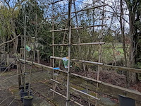 Partij bomen en planten in pot - afbeelding 86 van  91