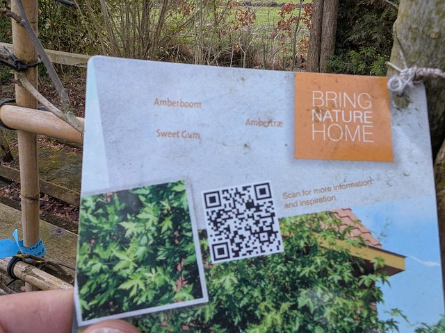 Partij bomen en planten in pot - afbeelding 87 van  91