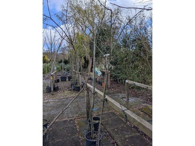 Partij bomen en planten in pot - afbeelding 88 van  91