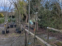 Partij bomen en planten in pot - afbeelding 88 van  91