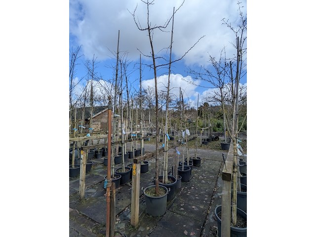Partij bomen en planten in pot - afbeelding 78 van  91