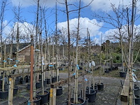 Partij bomen en planten in pot - afbeelding 78 van  91