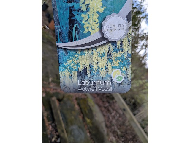 Partij bomen en planten in pot - afbeelding 90 van  91