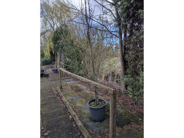 Partij bomen en planten in pot - afbeelding 91 van  91