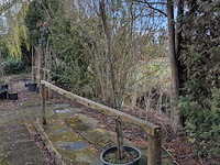 Partij bomen en planten in pot - afbeelding 91 van  91