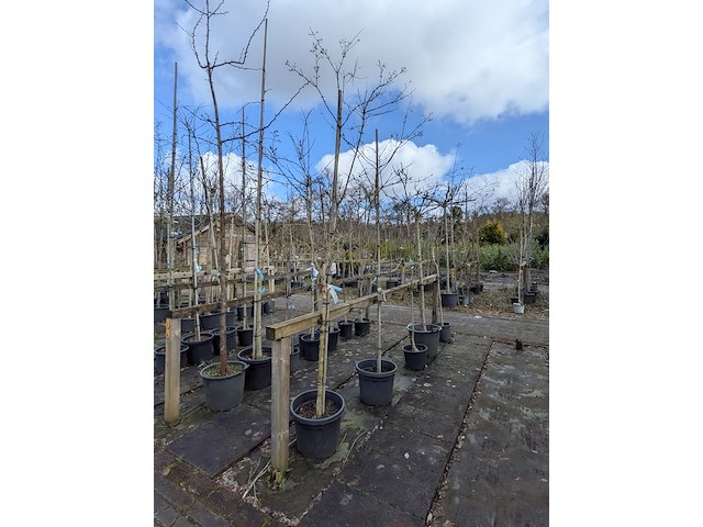 Partij bomen en planten in pot - afbeelding 89 van  91