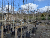 Partij bomen en planten in pot - afbeelding 89 van  91