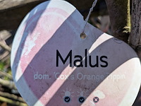 Partij bomen in pot - afbeelding 2 van  33