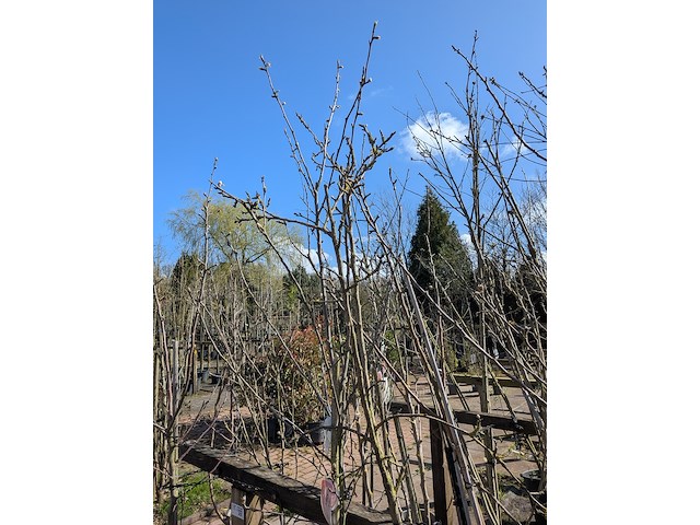 Partij bomen in pot - afbeelding 3 van  33