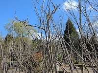 Partij bomen in pot - afbeelding 3 van  33