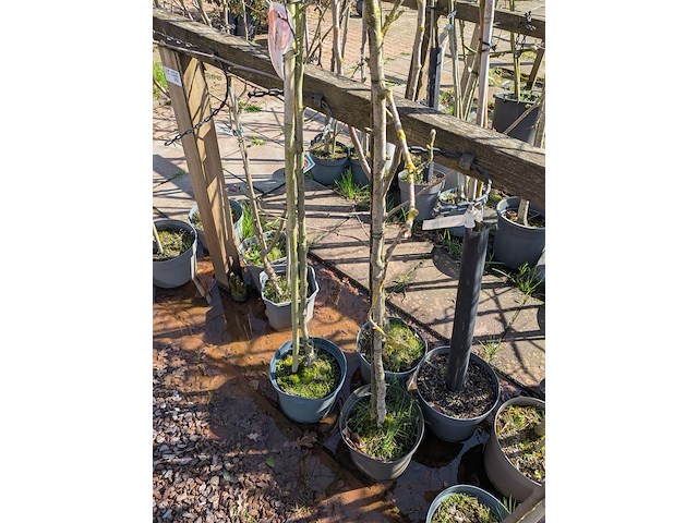 Partij bomen in pot - afbeelding 4 van  33