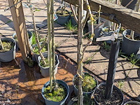 Partij bomen in pot - afbeelding 4 van  33