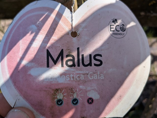 Partij bomen in pot - afbeelding 5 van  33