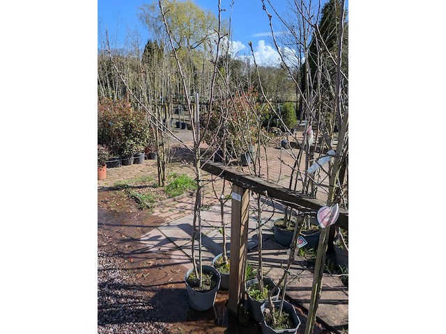 Partij bomen in pot - afbeelding 6 van  33