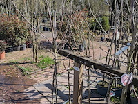 Partij bomen in pot - afbeelding 6 van  33