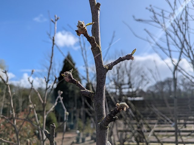 Partij bomen in pot - afbeelding 7 van  33