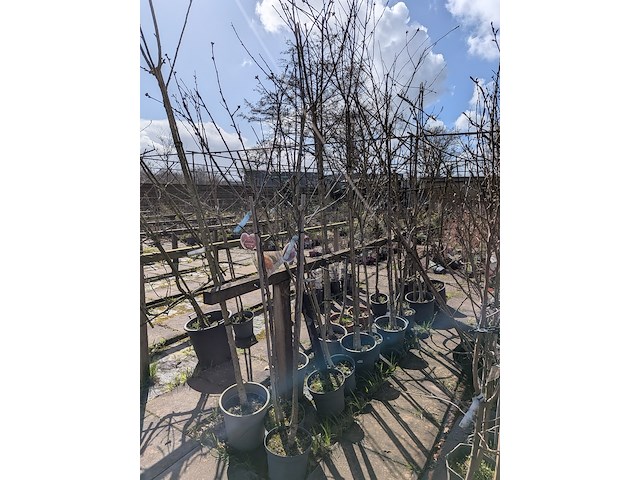 Partij bomen in pot - afbeelding 8 van  33