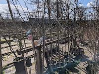 Partij bomen in pot - afbeelding 8 van  33