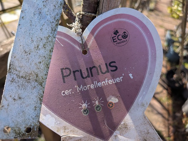 Partij bomen in pot - afbeelding 9 van  33