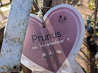 Partij bomen in pot - afbeelding 9 van  33