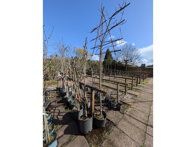 Partij bomen in pot - afbeelding 10 van  33