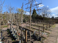 Partij bomen in pot - afbeelding 10 van  33